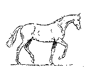 klus koňa