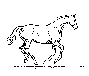 cval koňa