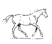 trysk koňa